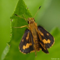 Potanthus pallida Evans, 1932